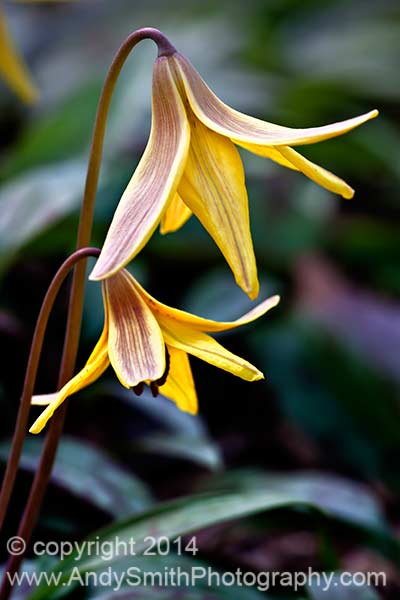 Two Trout Lilies